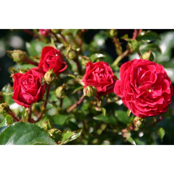 Dacapo® Wurzelnackte Rose A Qualität und andere Rosen kaufen Sie