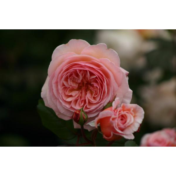 A Shropshire Lad® - Wurzelnackte Rose -A- Qualität