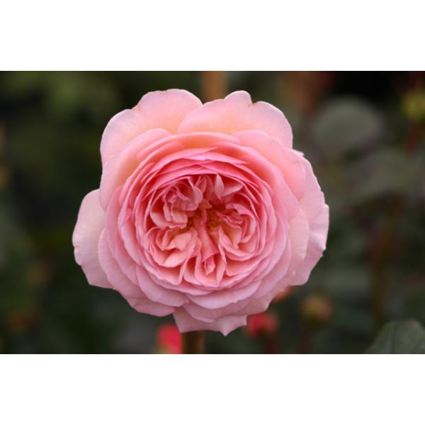 A Shropshire Lad® - Wurzelnackte Rose -A- Qualität