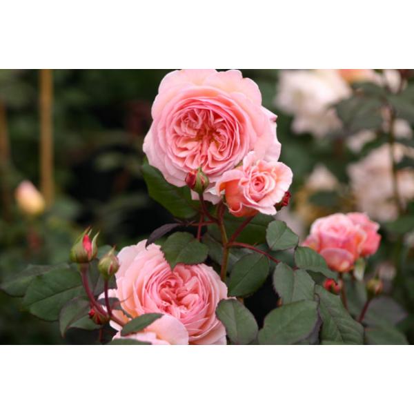 A Shropshire Lad® - Wurzelnackte Rose -A- Qualität