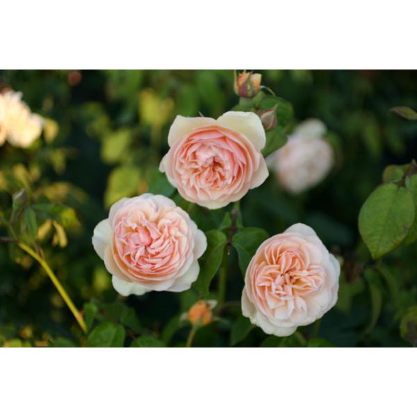 Sweet Juliet® und andere Rosen kaufen Sie günstig im Online-Shop von