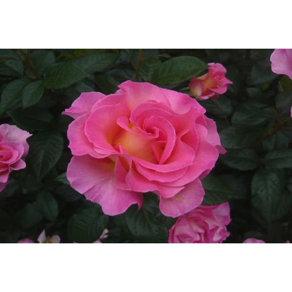 Pink Paradise And Other Roses You Can Buy At The Online Shop Of