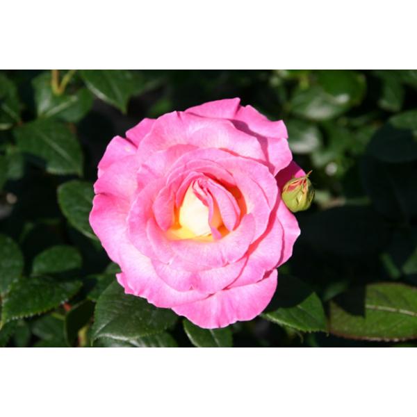 Pink Paradise Und Andere Rosen Kaufen Sie Gunstig Im Online Shop