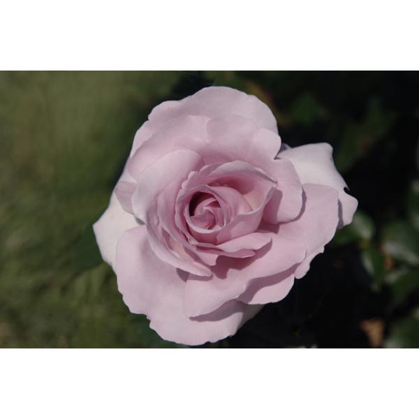 Rose Synactif by Shiseido® - Wurzelnackte Rose -A- Qualität