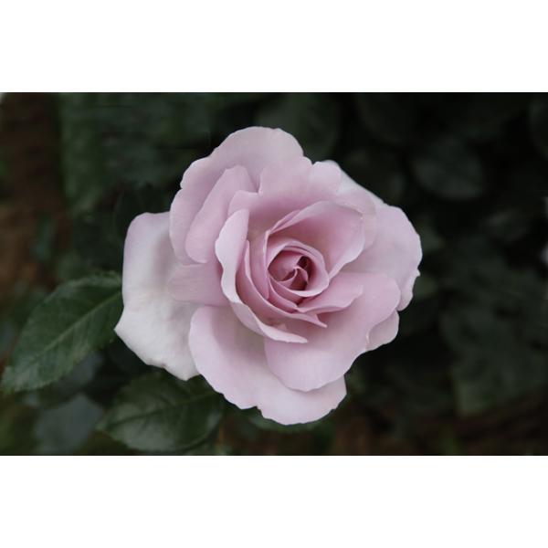 Rose Synactif by Shiseido® - Wurzelnackte Rose -A- Qualität