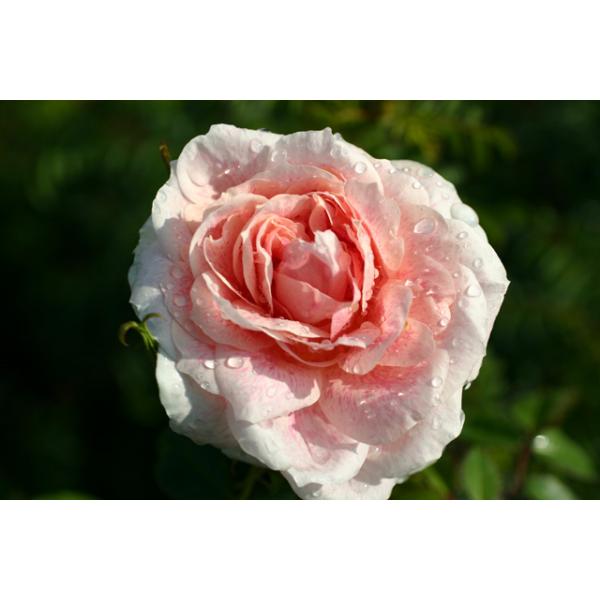 Kir Royal® - Wurzelnackte Rose -A- Qualität