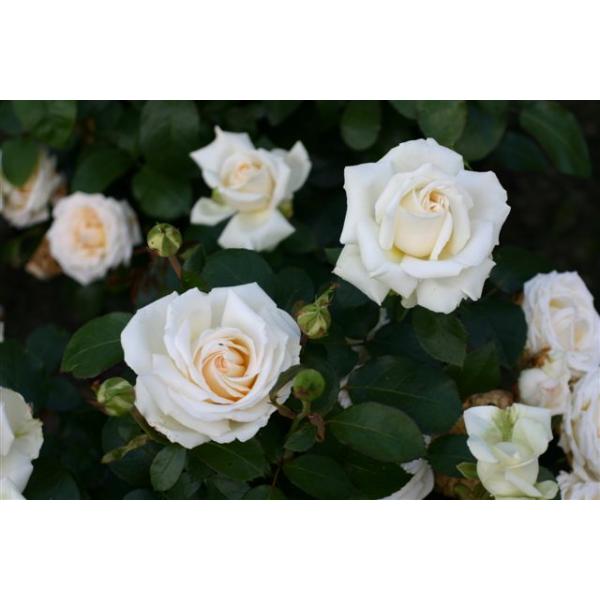 Ambiente® - Wurzelnackte Rose -A- Qualität