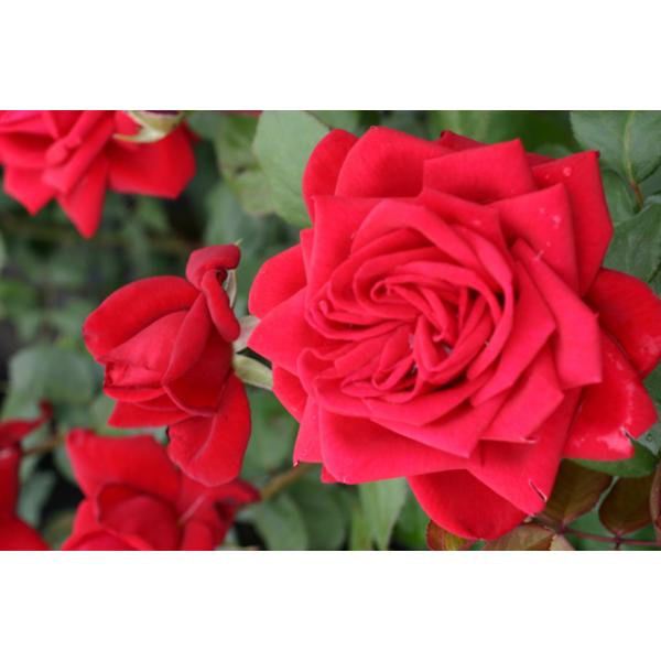 Topf Container Rose im 4 ltr Burgund 81/®