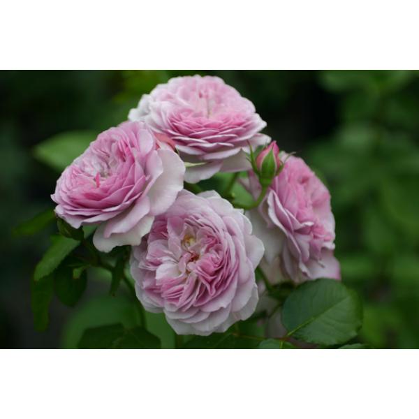 Florence Delattre® - Wurzelnackte Rose -A- Qualität