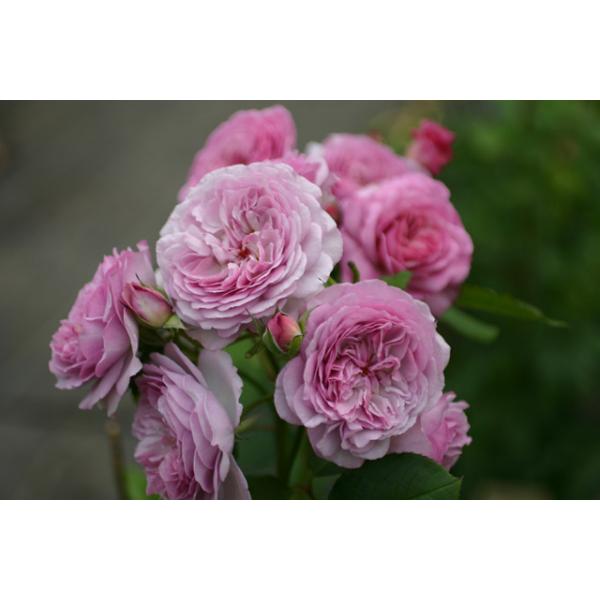 Florence Delattre® - Wurzelnackte Rose -A- Qualität