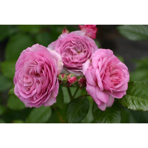 Florence Delattre® - Wurzelnackte Rose -A- Qualität