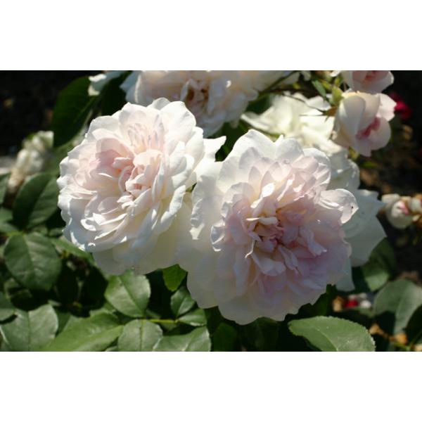 Martine Guillot® - Container Rose im 5 ltr. Topf