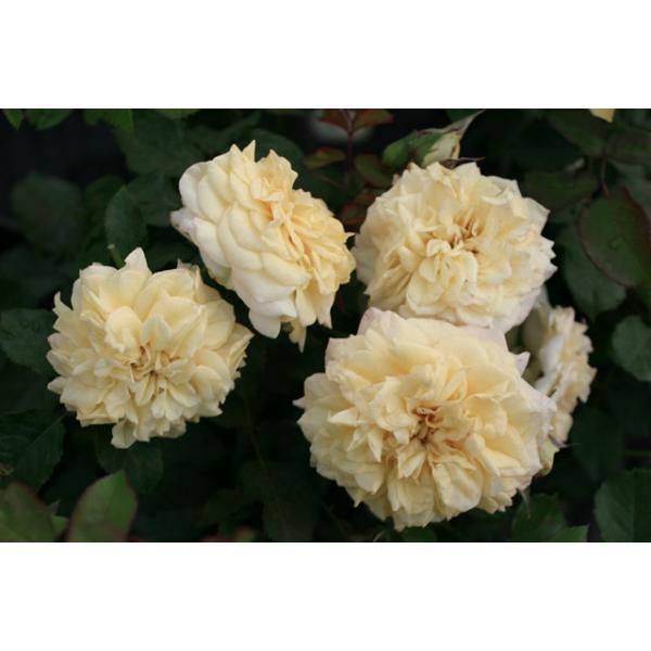Mme Paule Massad® - Wurzelnackte Rose -A- Qualität