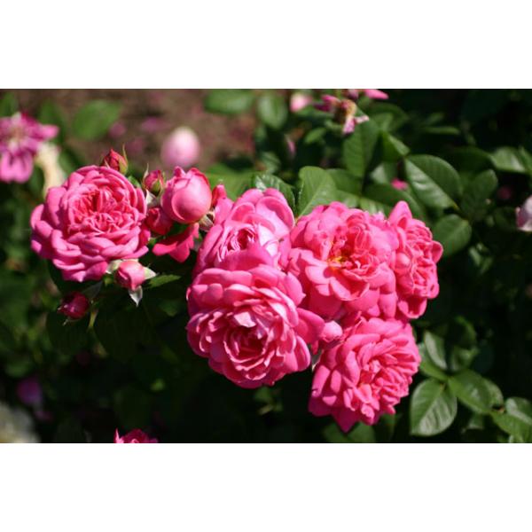 Dan Poncet® - Wurzelnackte Rose -A- Qualität
