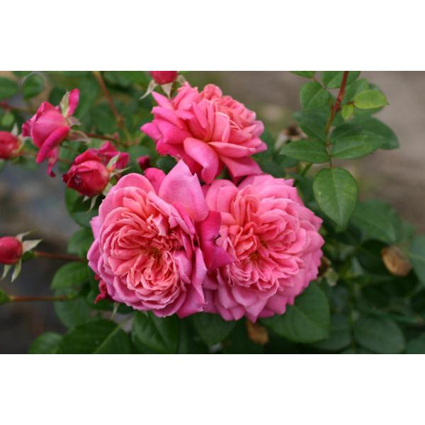 Dan Poncet® - Wurzelnackte Rose -A- Qualität