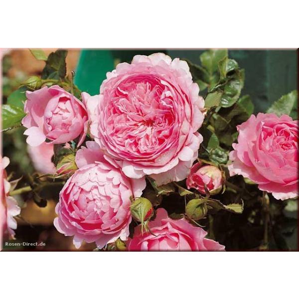 Chantal Mérieux® - Wurzelnackte Rose -A- Qualität