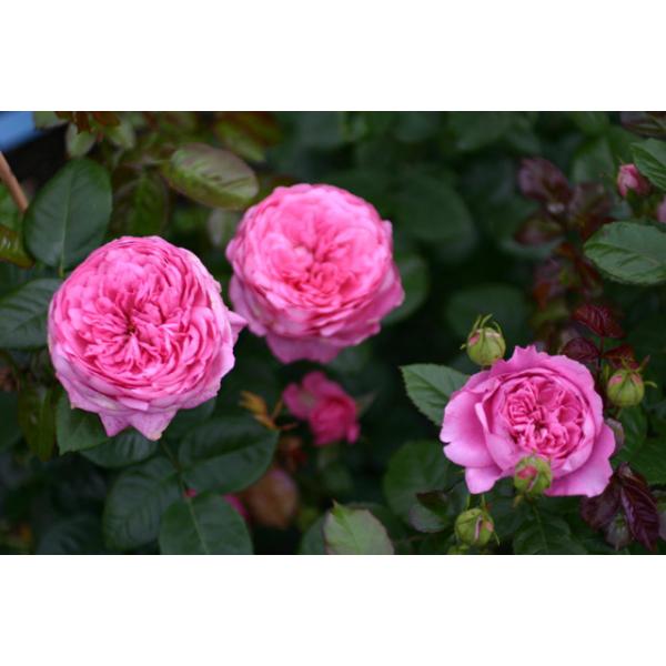 Chantal Mérieux® - Wurzelnackte Rose -A- Qualität