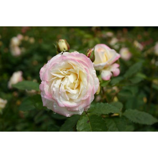 Aurore de Jacques-Marie® - Wurzelnackte Rose -A- Qualität