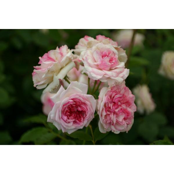 Orsola Spinola® - Wurzelnackte Rose -A- Qualität