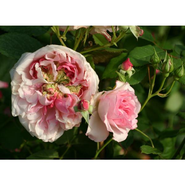 Orsola Spinola® - Wurzelnackte Rose -A- Qualität
