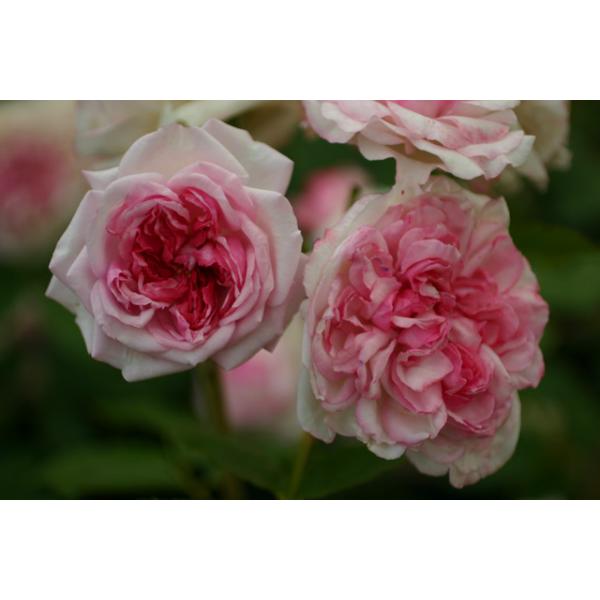 Orsola Spinola® - Wurzelnackte Rose -A- Qualität