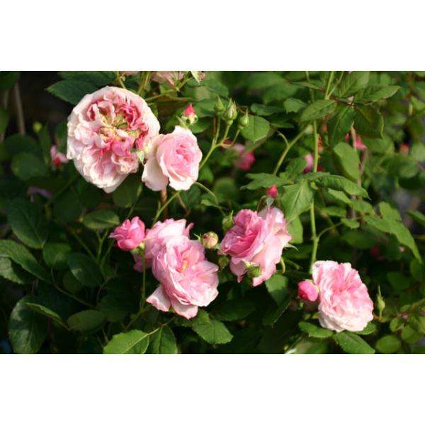 Orsola Spinola® - Wurzelnackte Rose -A- Qualität