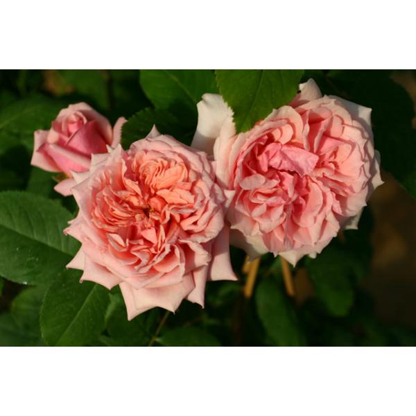 Paul Bocuse® - Wurzelnackte Rose -A- Qualität