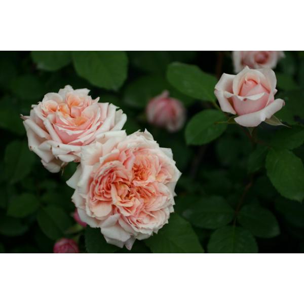 Paul Bocuse® - Wurzelnackte Rose -A- Qualität