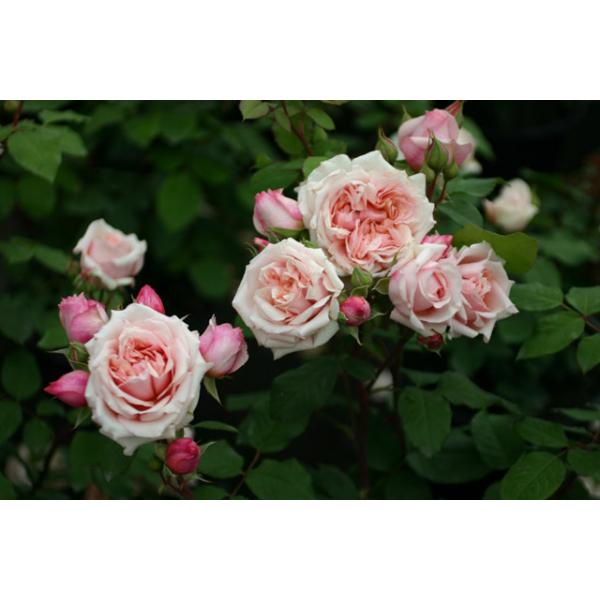 Paul Bocuse® - Wurzelnackte Rose -A- Qualität