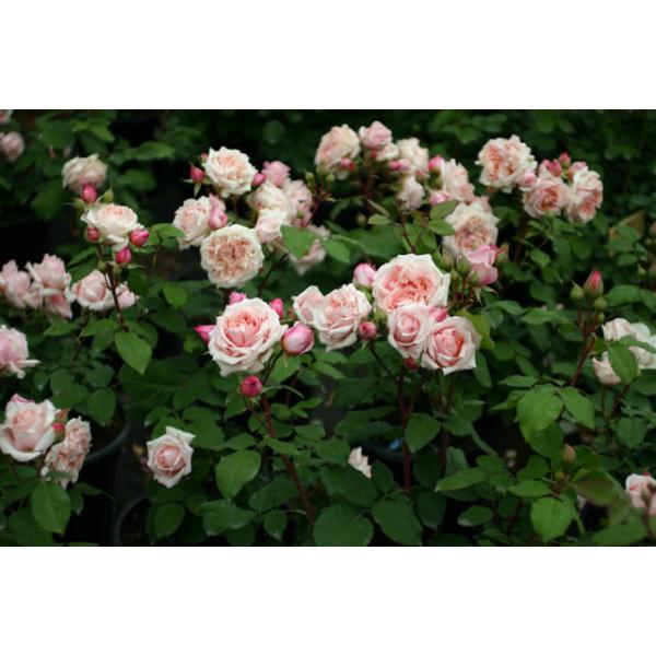 Paul Bocuse® - Wurzelnackte Rose -A- Qualität