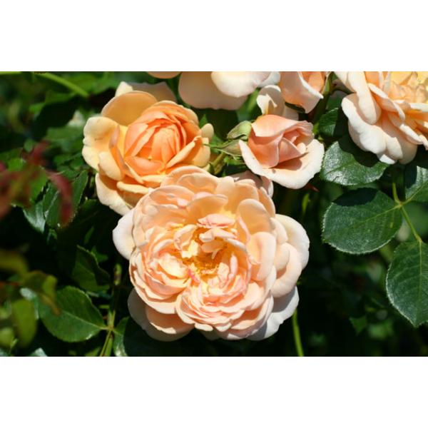 Elizabeth Stuart® - Wurzelnackte Rose -A- Qualität