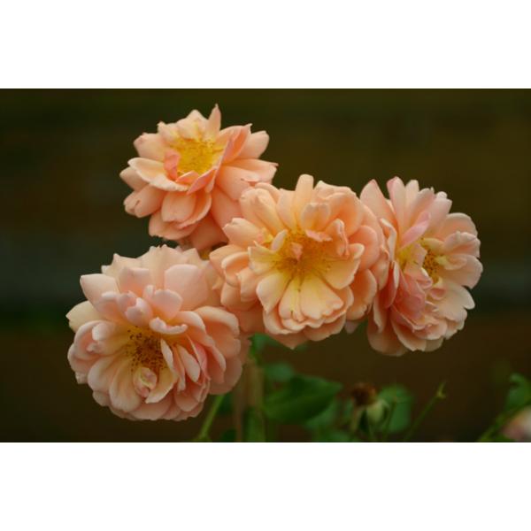 Elizabeth Stuart® - Wurzelnackte Rose -A- Qualität