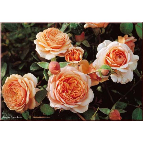Elizabeth Stuart® - Wurzelnackte Rose -A- Qualität