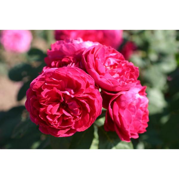 Bicentenaire de Guillot® - Wurzelnackte Rose -A- Qualität