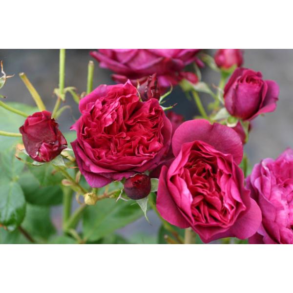 Bicentenaire de Guillot® - Wurzelnackte Rose -A- Qualität