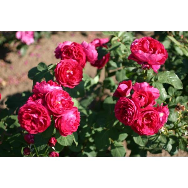 Bicentenaire de Guillot® - Wurzelnackte Rose -A- Qualität