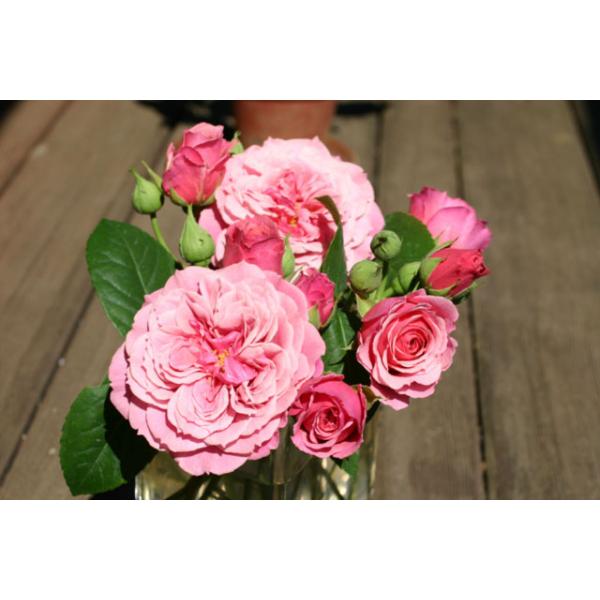 Agnes Schilliger® - Wurzelnackte Rose -A- Qualität