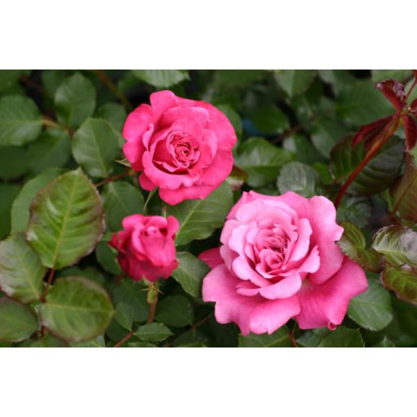 Agnes Schilliger® - Wurzelnackte Rose -A- Qualität