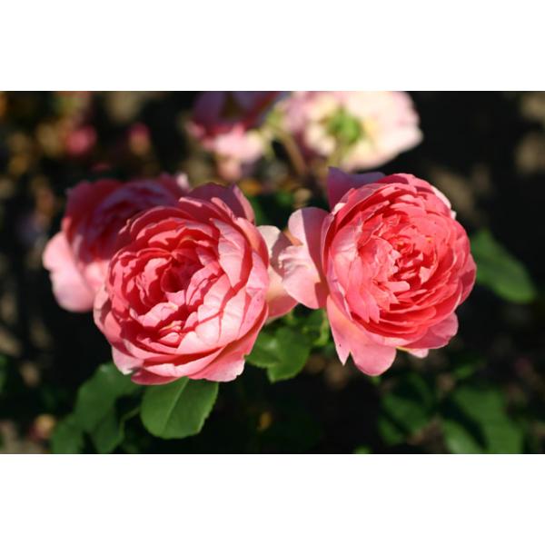 Amandine Chanel® - Wurzelnackte Rose -A- Qualität