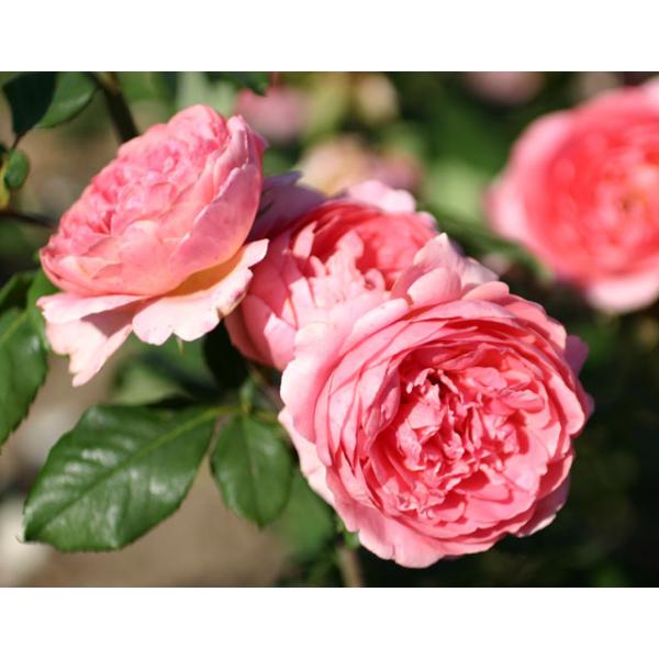 Amandine Chanel® - Wurzelnackte Rose -A- Qualität