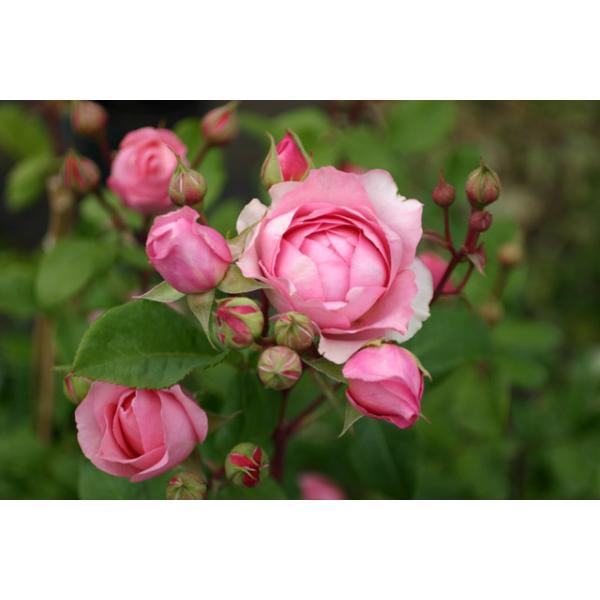 Amandine Chanel® - Wurzelnackte Rose -A- Qualität