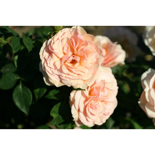 Nicole Mioulane® - Wurzelnackte Rose -A- Qualität