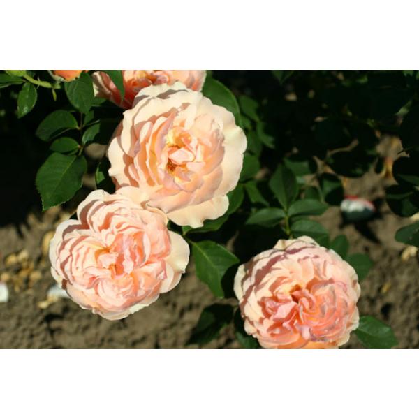 Nicole Mioulane® - Wurzelnackte Rose -A- Qualität
