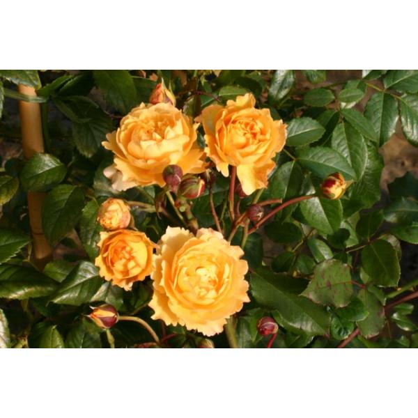 Marc Antoine Charpentier® - Wurzelnackte Rose -A- Qualität
