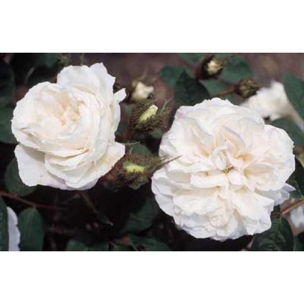 Blanche Moreau und andere Rosen kaufen Sie günstig im von