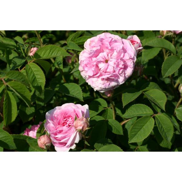 Königin von Dänemark,New Maiden Blush, Queen of Denmark , Reine du