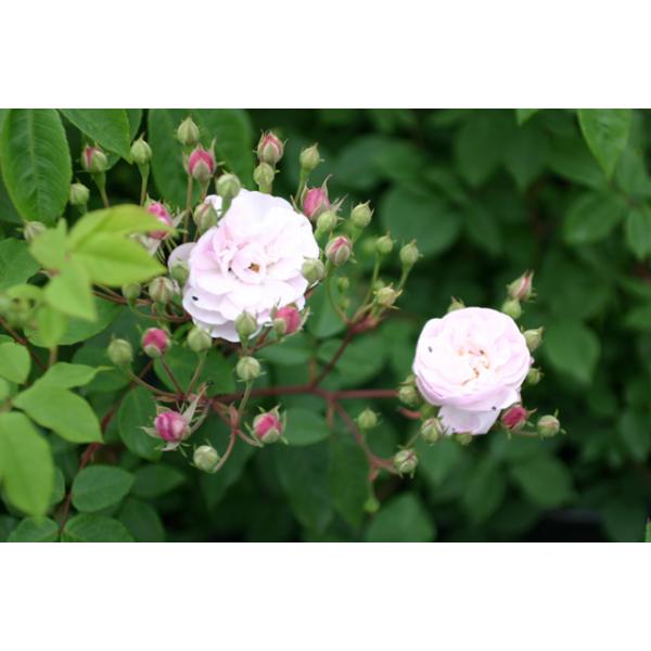 Blush Noisette - Wurzelnackte Rose -A- Qualität