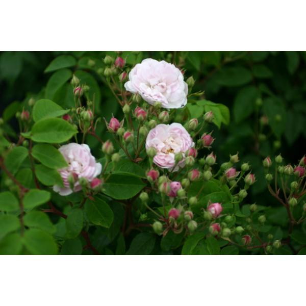 Blush Noisette - Wurzelnackte Rose -A- Qualität