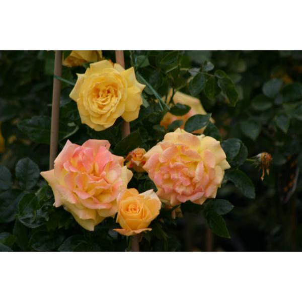 Goldfassade - Wurzelnackte Rose -A- Qualität