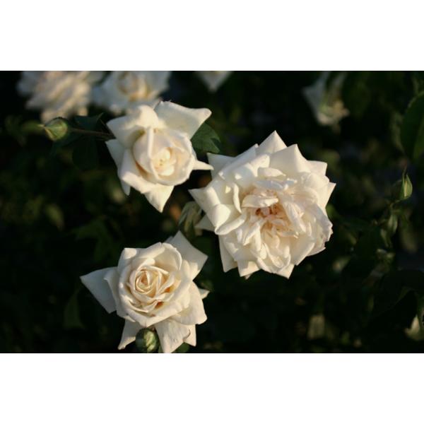 Ilse Krohn Superior® - Wurzelnackte Rose -A- Qualität